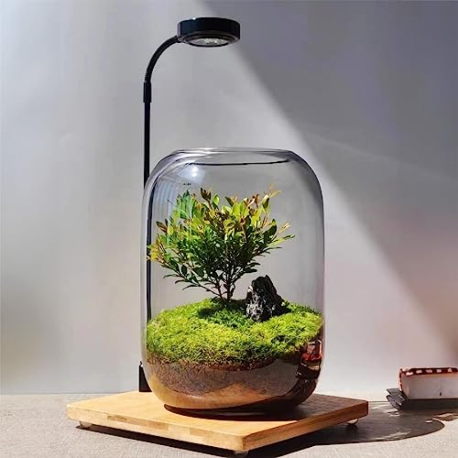 Glass Plant Terrarium Kit for  - Home Office With Plants recensie en prijs
